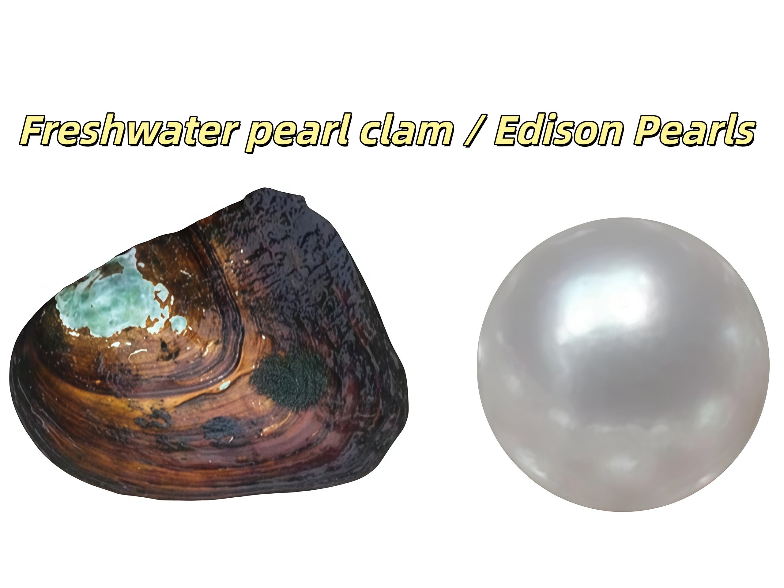 Freshwater pearl clam and Edison pearls