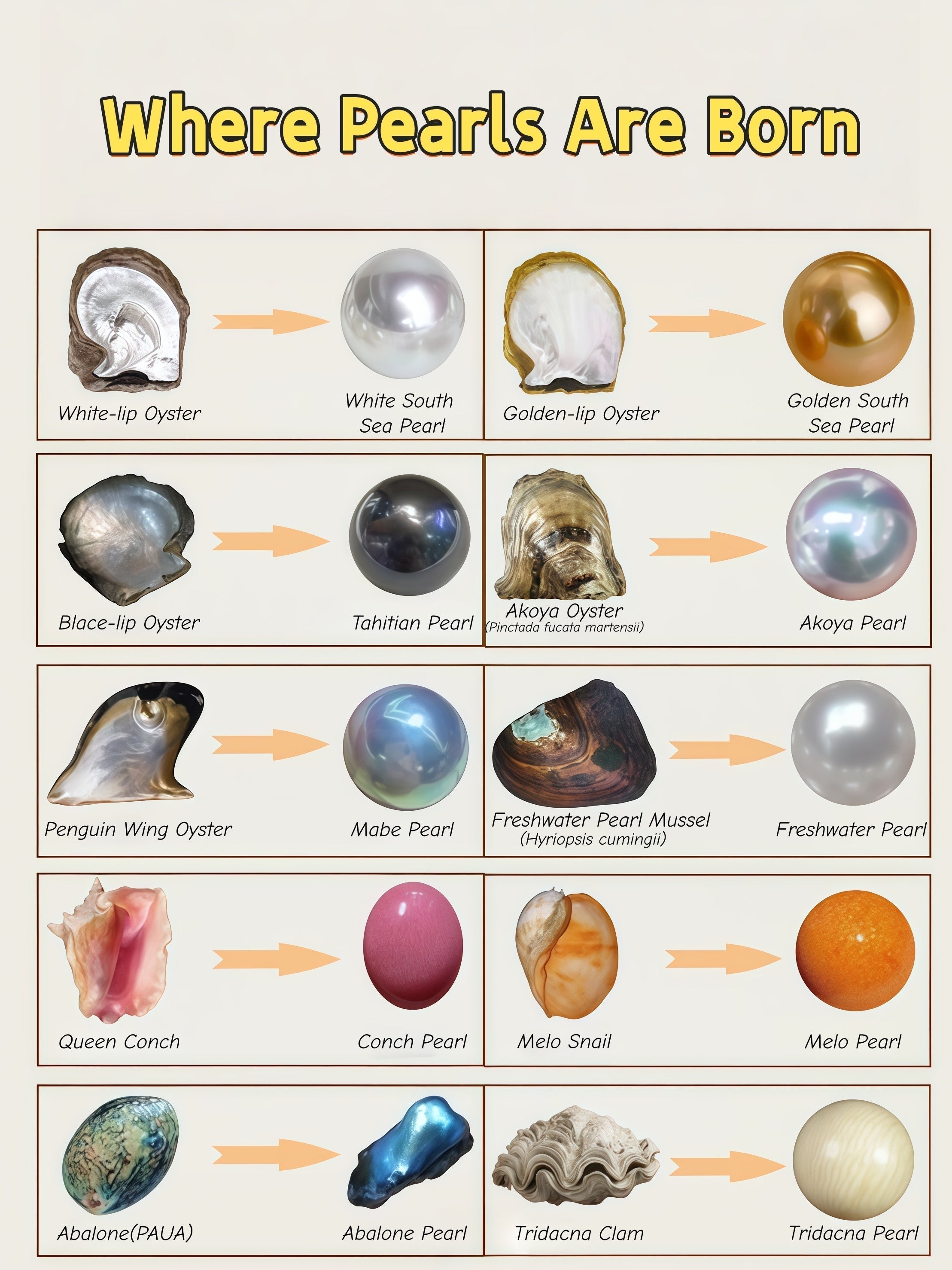 Infographic showing where pearls come from: pearl oysters, freshwater mussels, and other mollusks matched to pearl types including South Sea, Tahitian, Akoya, freshwater, mabe, conch, melo, abalone, and tridacna