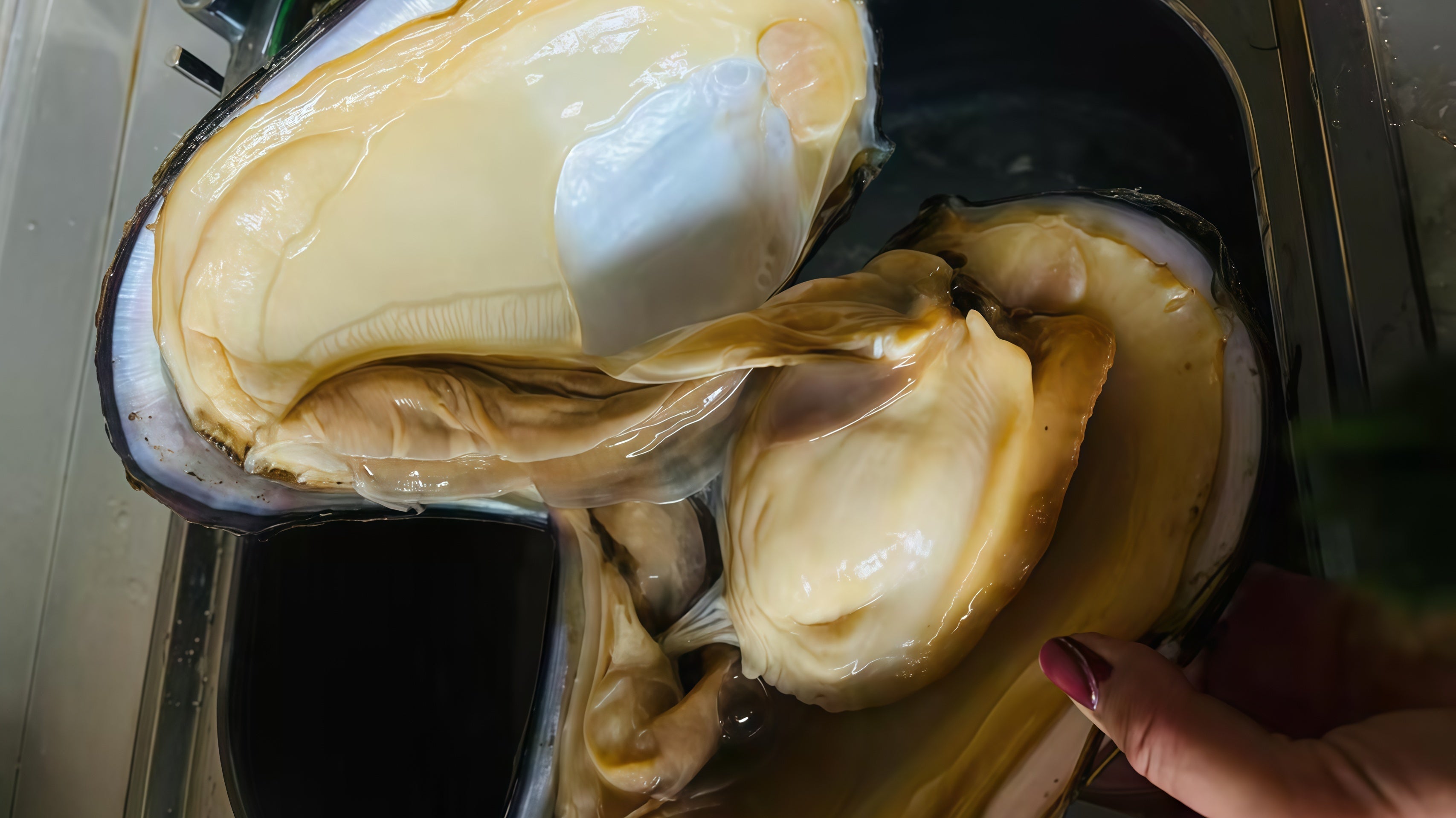 Fresh oyster meat displayed after pearl harvesting showing edible parts can be consumed