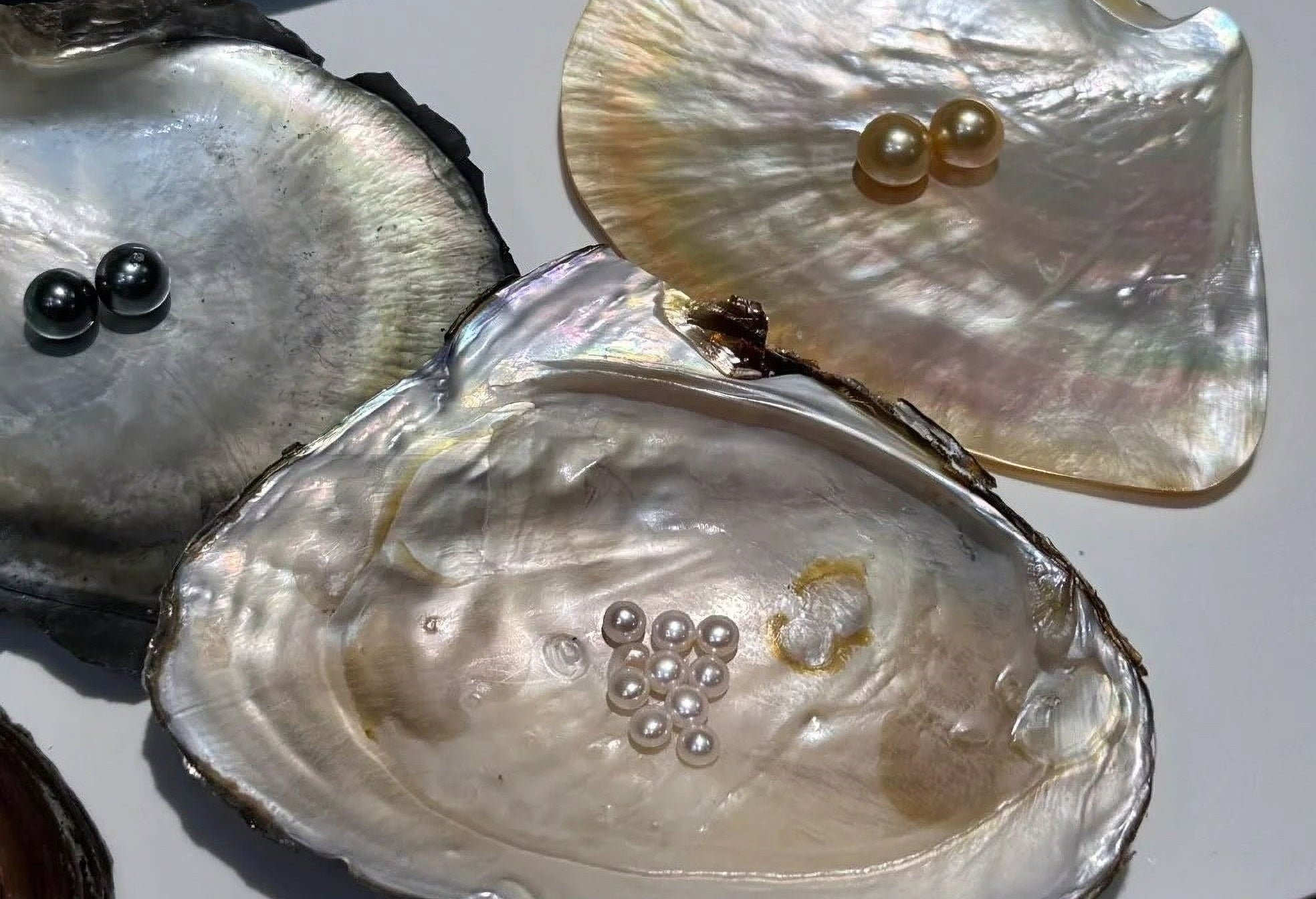 Why Do Some Oysters "Eat" Their Pearls? Unveiling a Natural Phenomenon