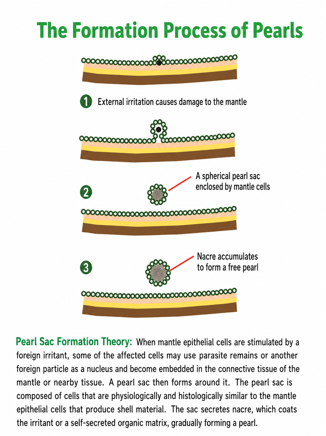 Freshwater pearl nucleation process showing a mussel opened for mantle tissue grafting and cultured freshwater pearl formation.