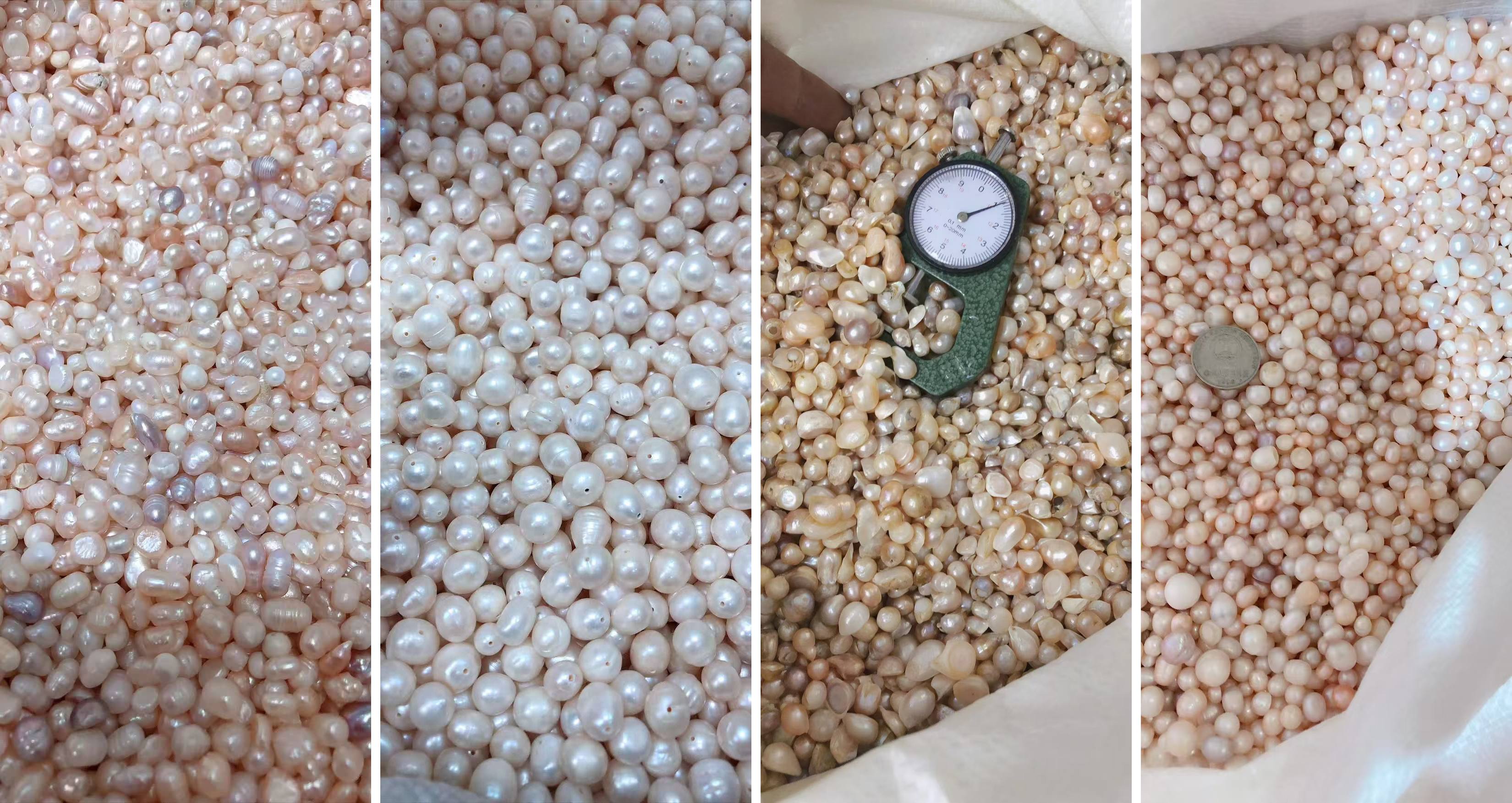 freshwater pearls selected as raw pearl material before pearl powder processing