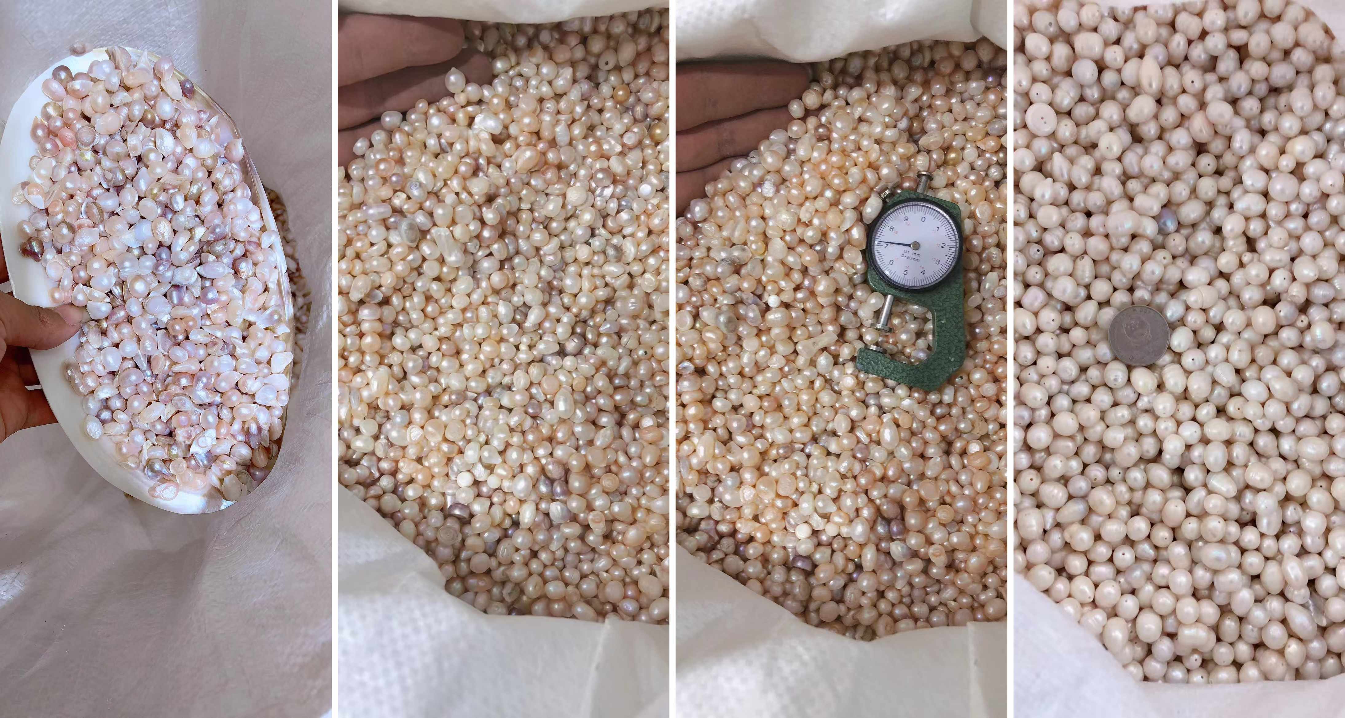 Medicinal-grade freshwater pearls after harvest and sorting before cleaning and grinding into pearl powder