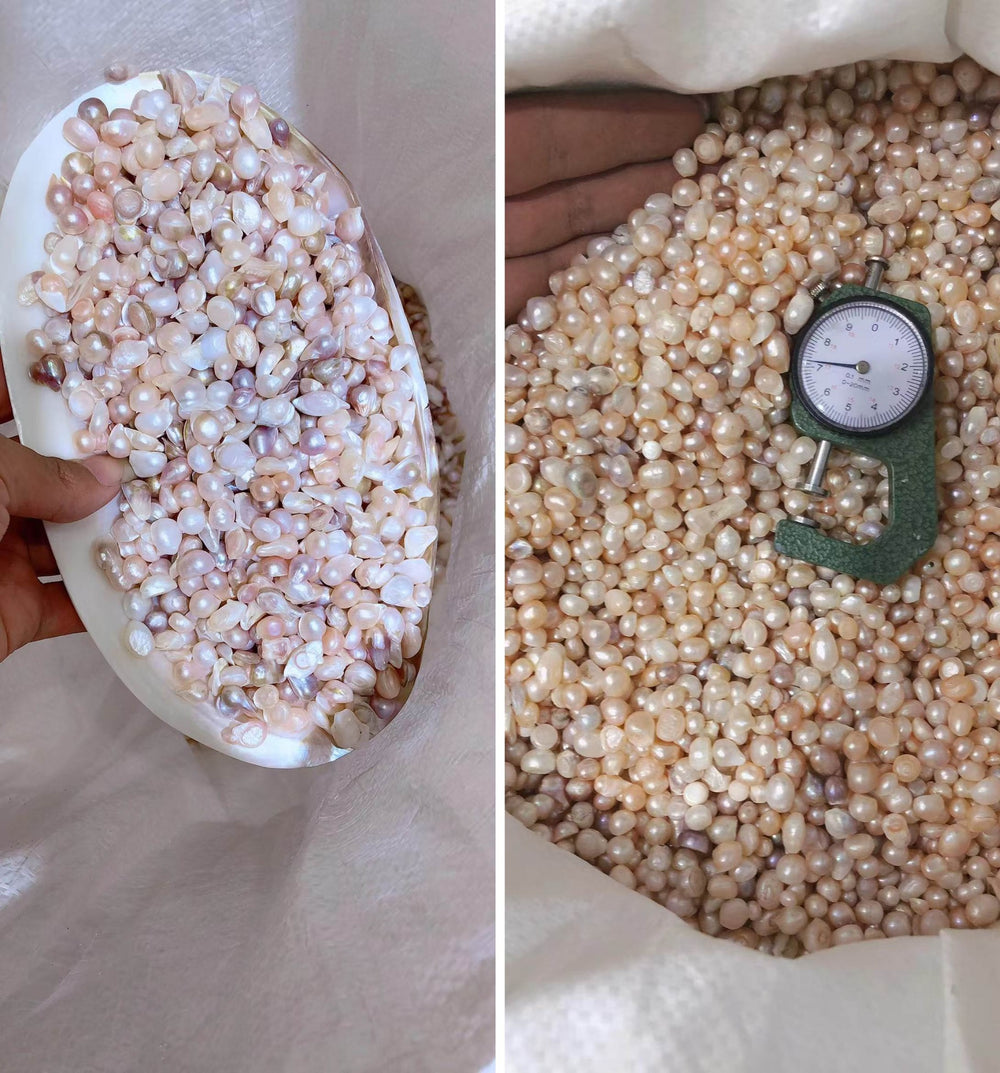 Freshwater pearl raw material shown in a shell and a bulk pearl selection beside a measuring gauge